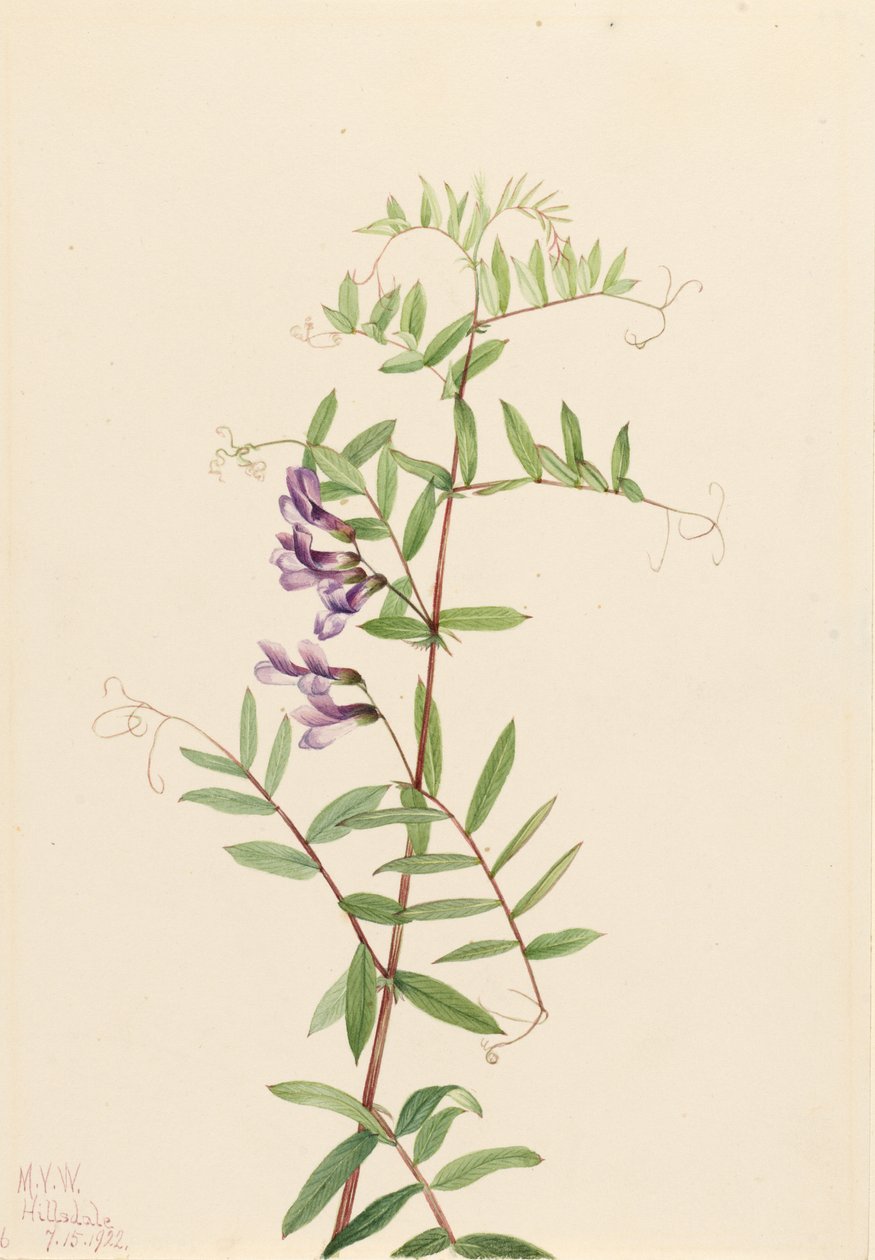 Vikev americká (Vicia americana) od Mary Vaux Walcott