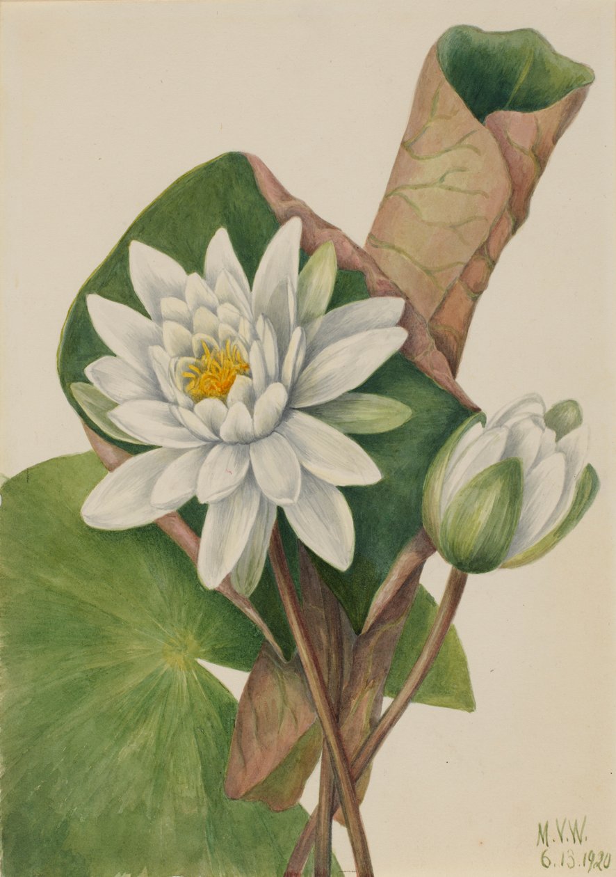 Leknín americký (Castalia odorata) od Mary Vaux Walcott