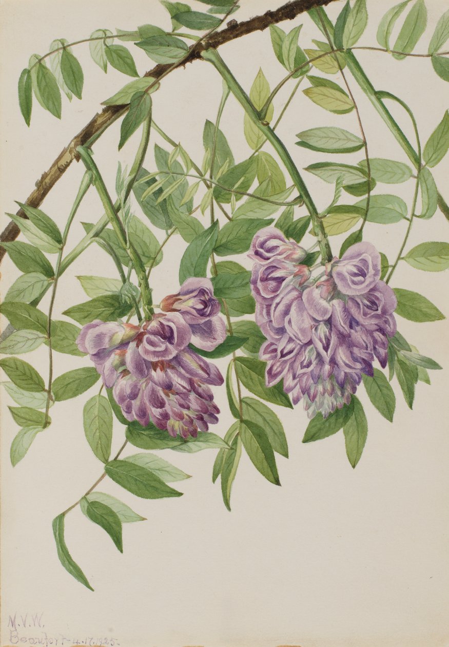 Americká Wisteria Kraunhia frutescens, 1925. od Mary Vaux Walcott