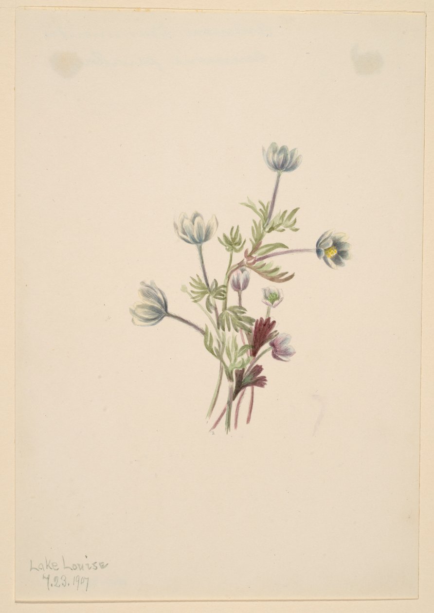 Sasanka (Anemone drummondii) od Mary Vaux Walcott