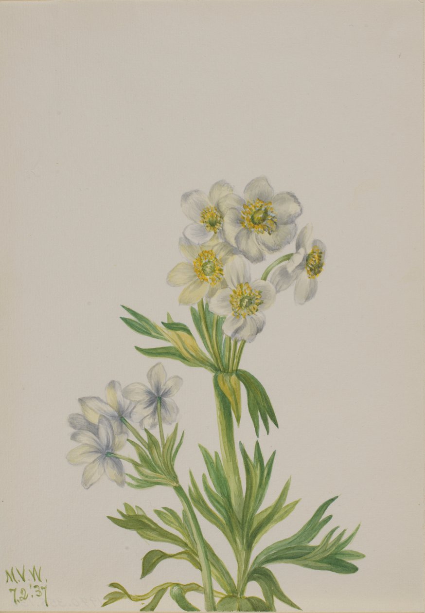 Anemone Anemone zephyra, 1937. od Mary Vaux Walcott