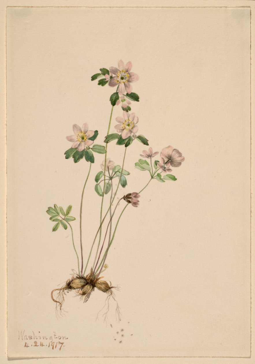 Anemonella (Syndesmon thalictroides) od Mary Vaux Walcott