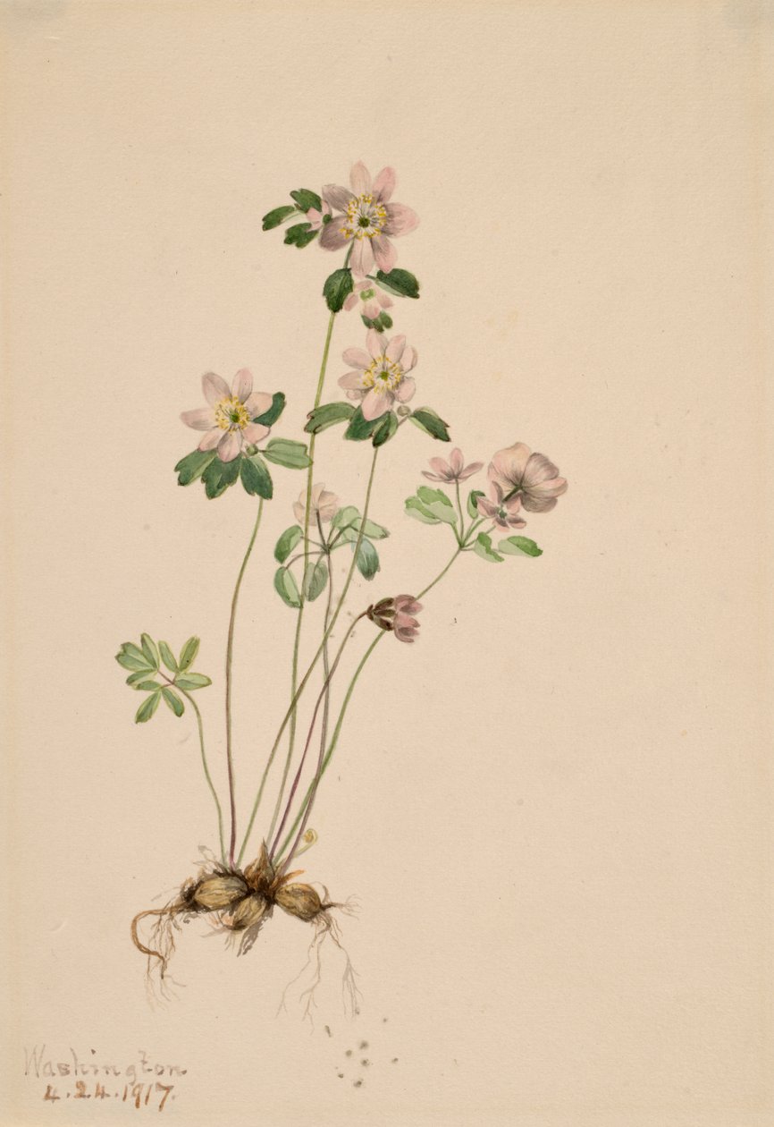 Anemonella Syndesmon thalektroides, 1917. od Mary Vaux Walcott