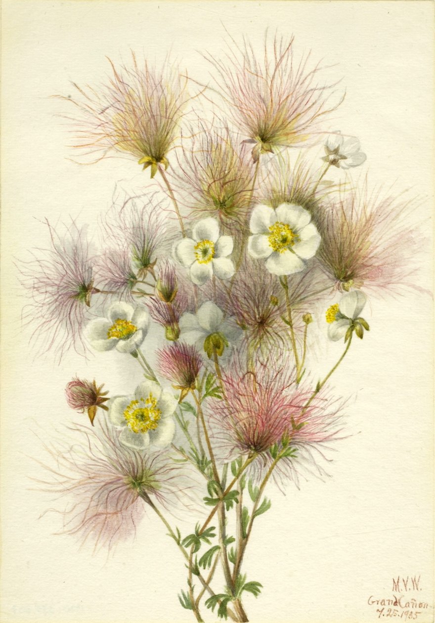 Apache Plume (Fallugia paradoxa) od Mary Vaux Walcott