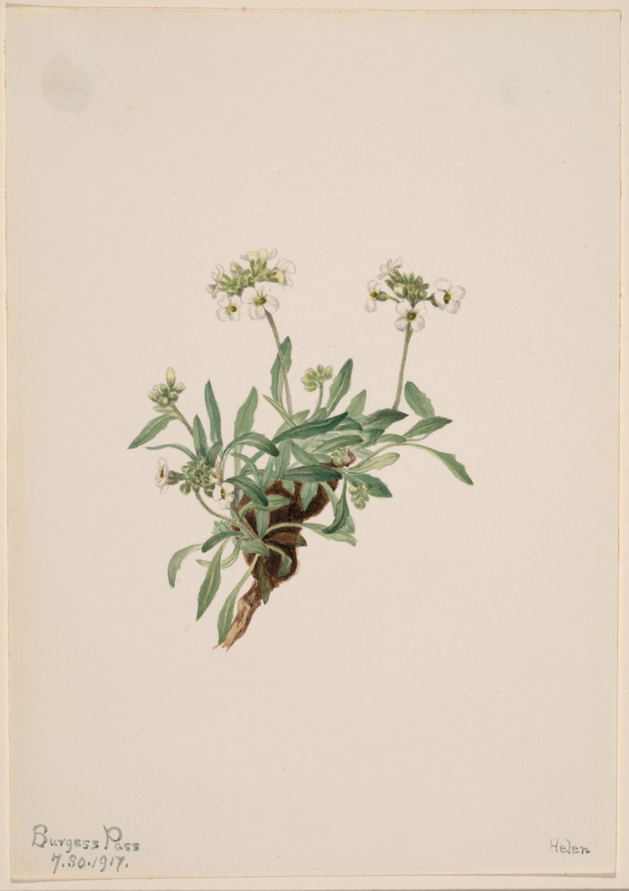 Arabis drummondii od Mary Vaux Walcott