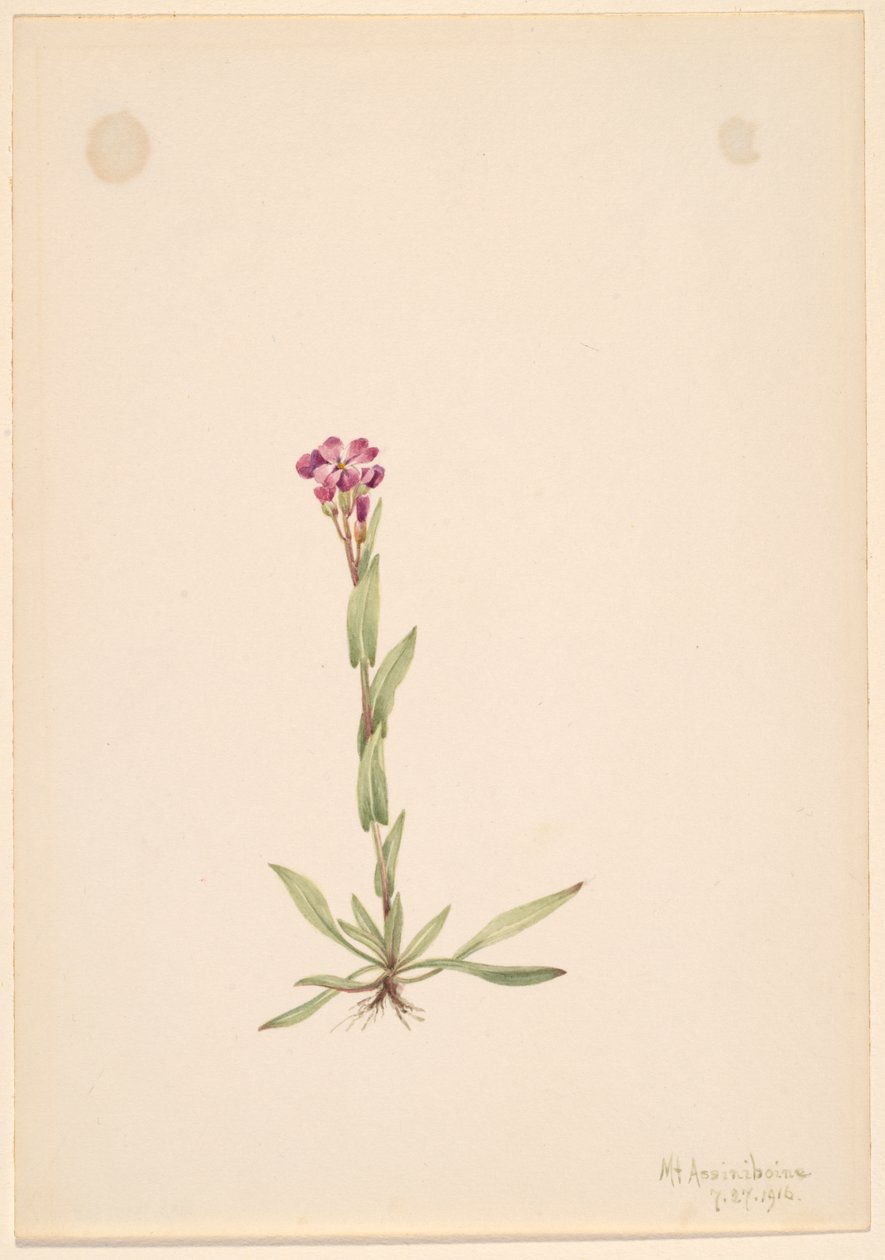 Arabis lyallii, 1916. od Mary Vaux Walcott