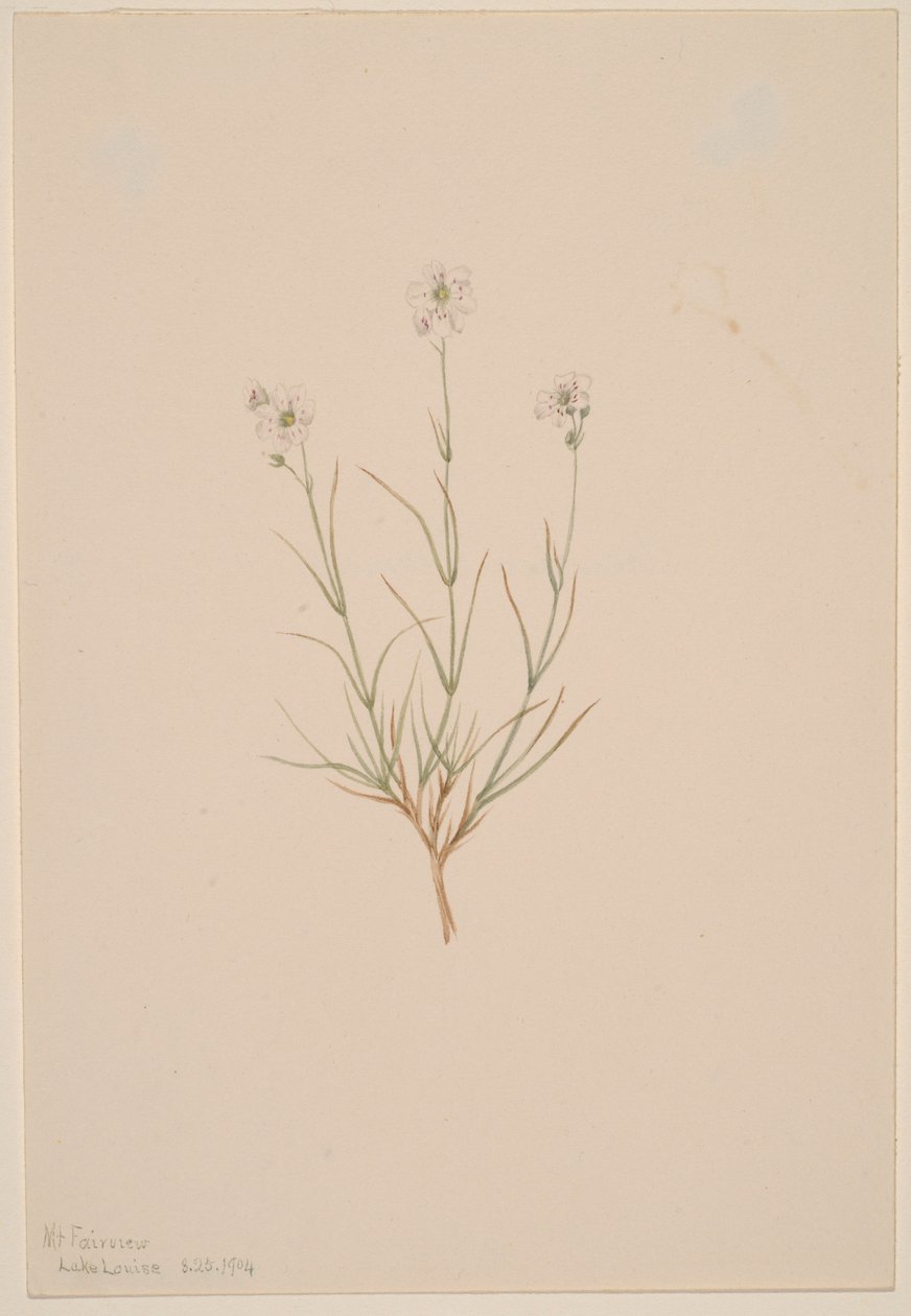 Arenaria formosa od Mary Vaux Walcott