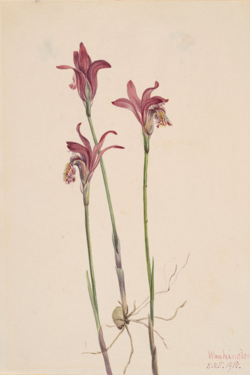 Arethusa bulbosa Arethusa, 1918 od Mary Vaux Walcott