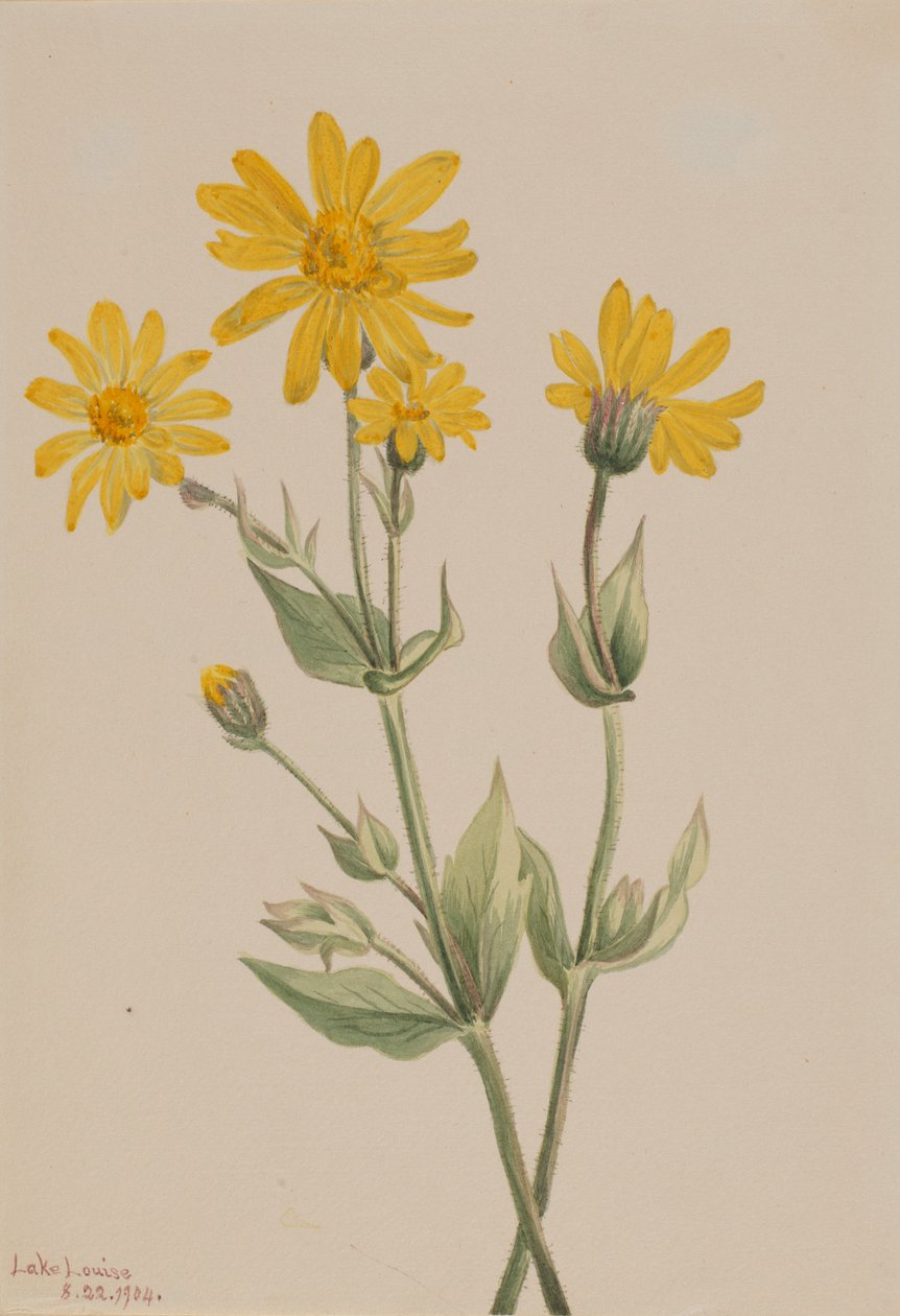 Arnika (Arnica latifolia) od Mary Vaux Walcott