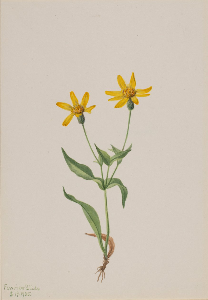 Arnica alpina od Mary Vaux Walcott