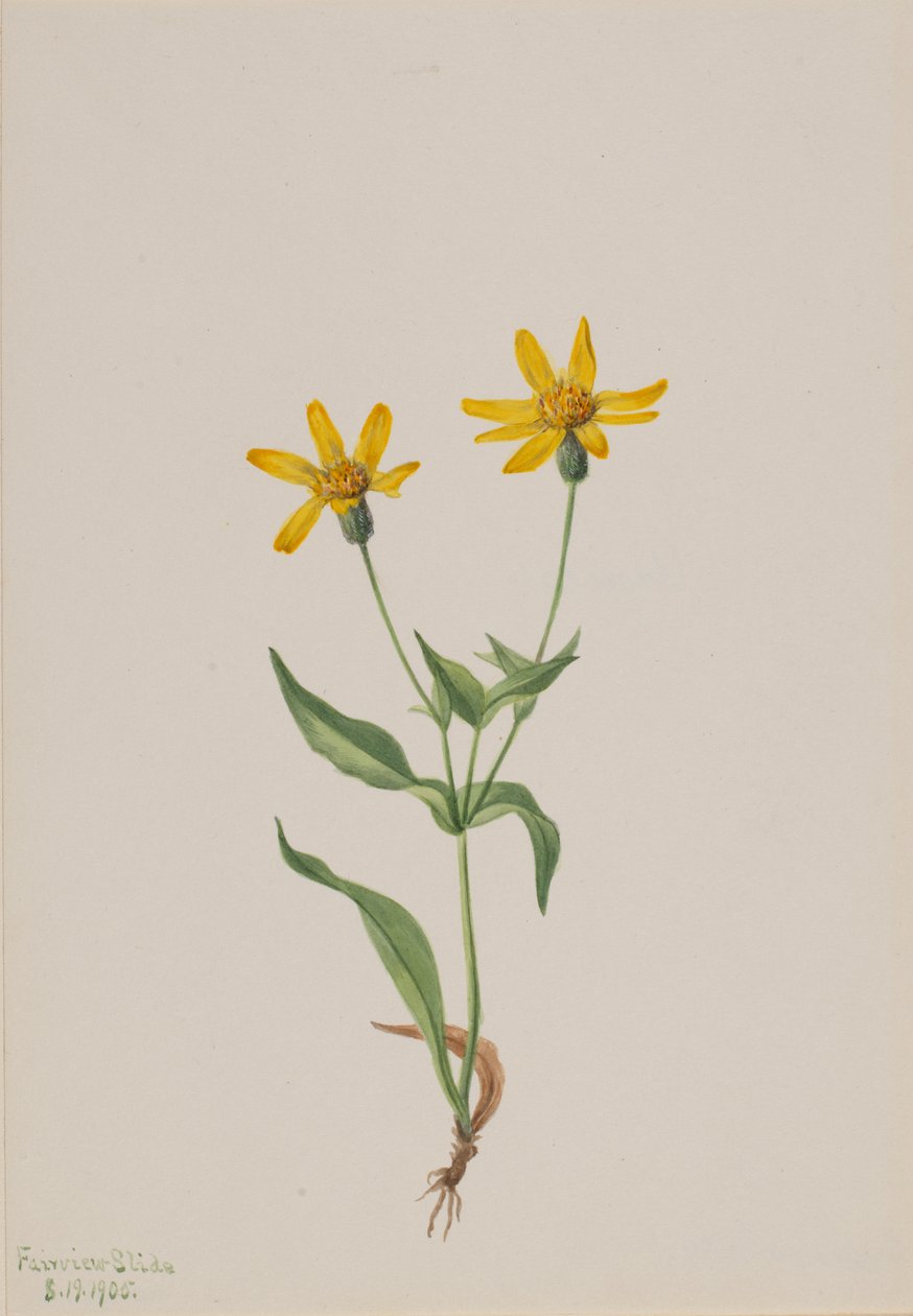 Arnica alpina, 1905. od Mary Vaux Walcott