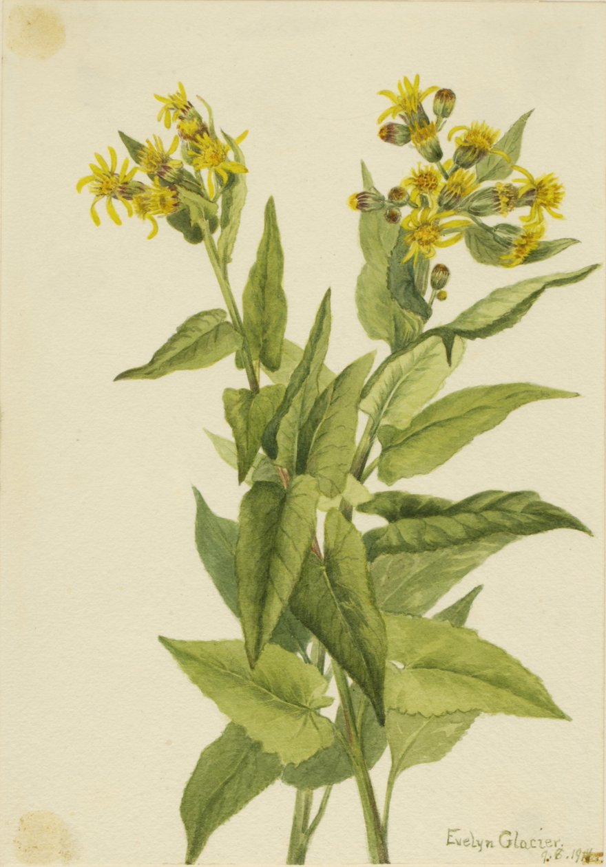 Senecie trojúhelníková (Senecia triangularis) od Mary Vaux Walcott
