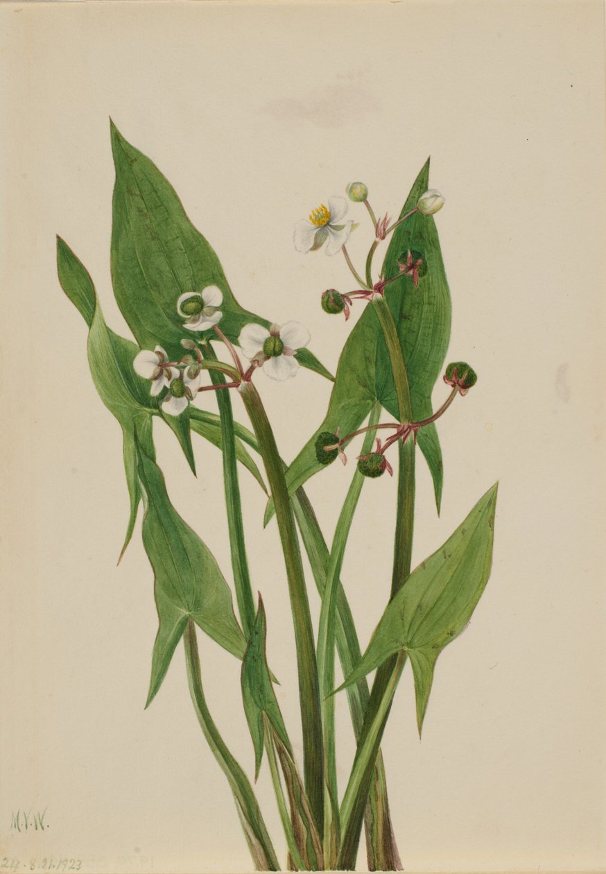 Arum Arrowhead (Sagittaria cuneata) od Mary Vaux Walcott