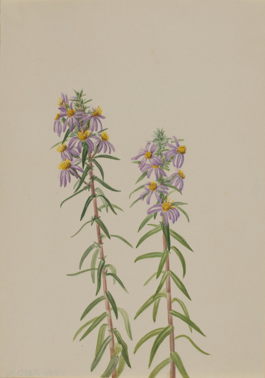 Aster Aster hirariifolius, 1923. od Mary Vaux Walcott
