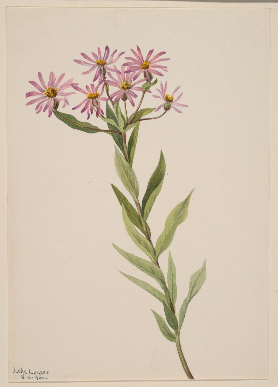 Aster Engelmann od Mary Vaux Walcott