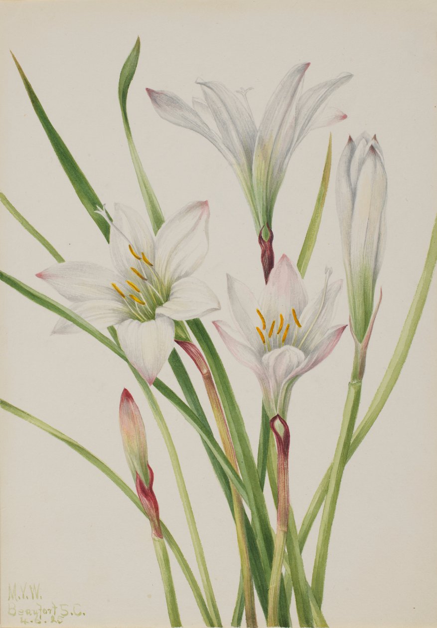 Atamasco-Lily (Atamosco atamasco) od Mary Vaux Walcott