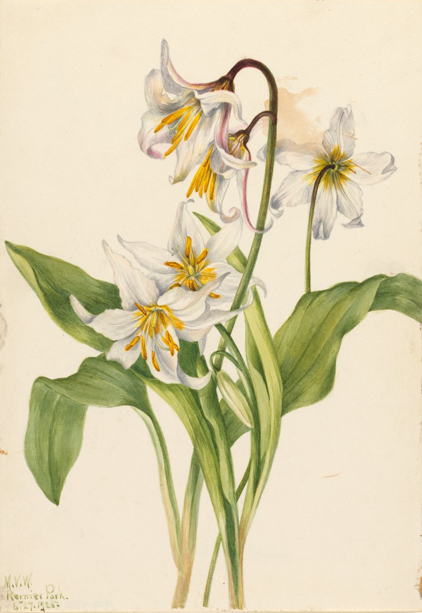 Avalanche Lily Erythronium montanum, 1925 od Mary Vaux Walcott