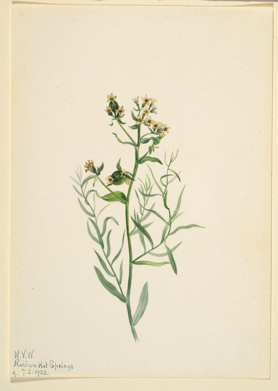 Ropucha bastardova (Comandra pallida) od Mary Vaux Walcott