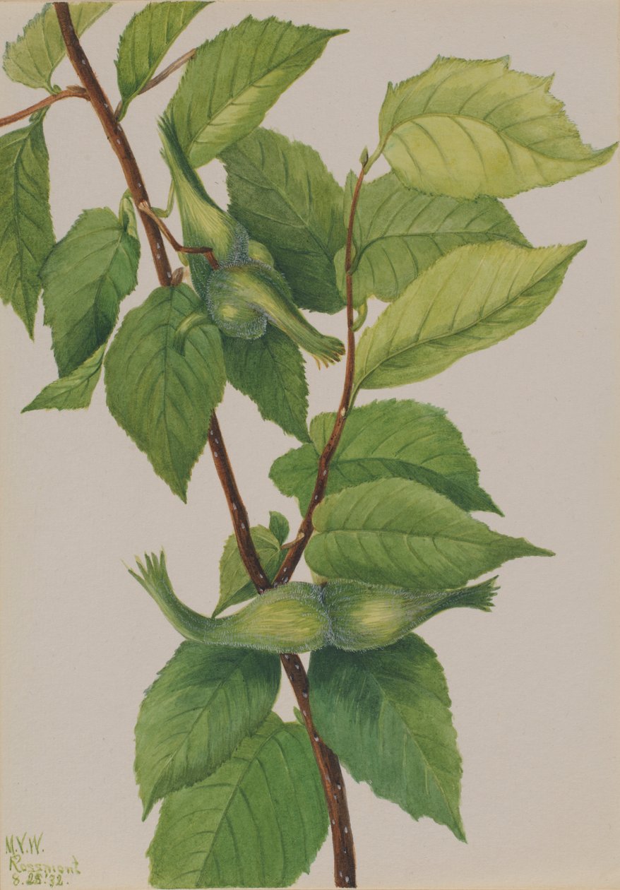 Lískový ořech zobanitý (Corylus rostrata) od Mary Vaux Walcott
