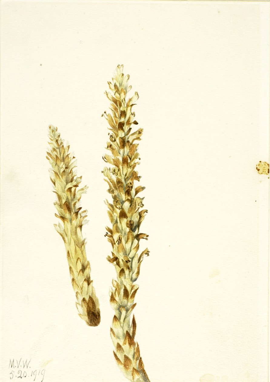 Kukuřice medvědí (Conopholis americana) od Mary Vaux Walcott