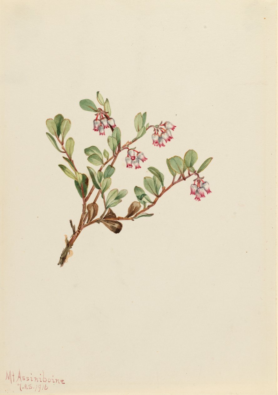 Bearberry Arctostaphylos révový medvěd, 1916 od Mary Vaux Walcott