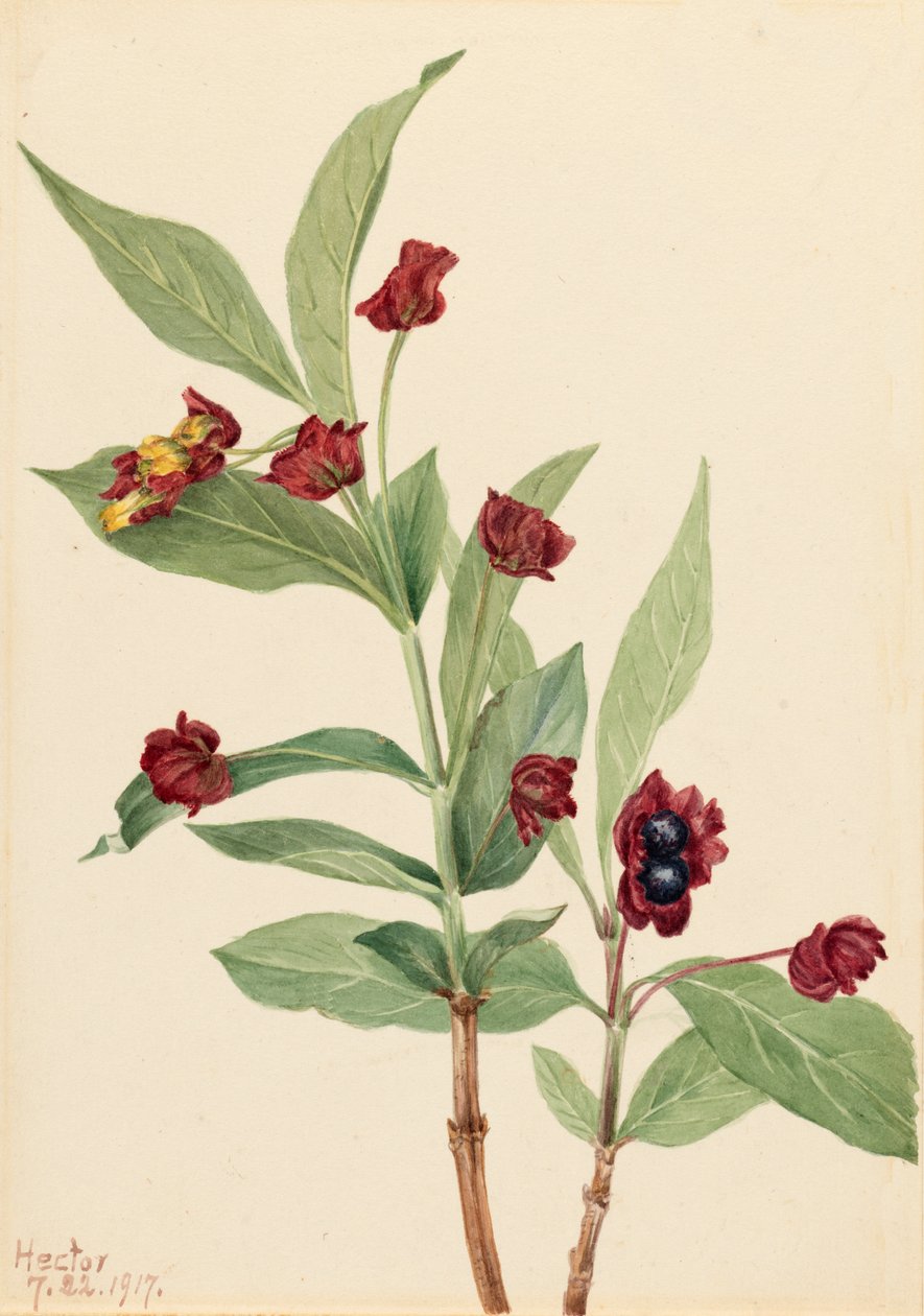 Zimolez medvědí Lonicera involucrata, 1917. od Mary Vaux Walcott
