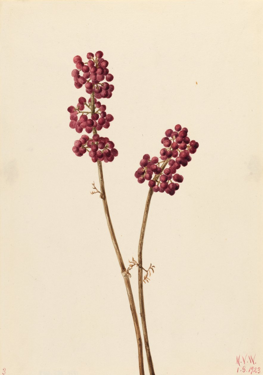 Krásnoplodka (Callicarpa americana) od Mary Vaux Walcott