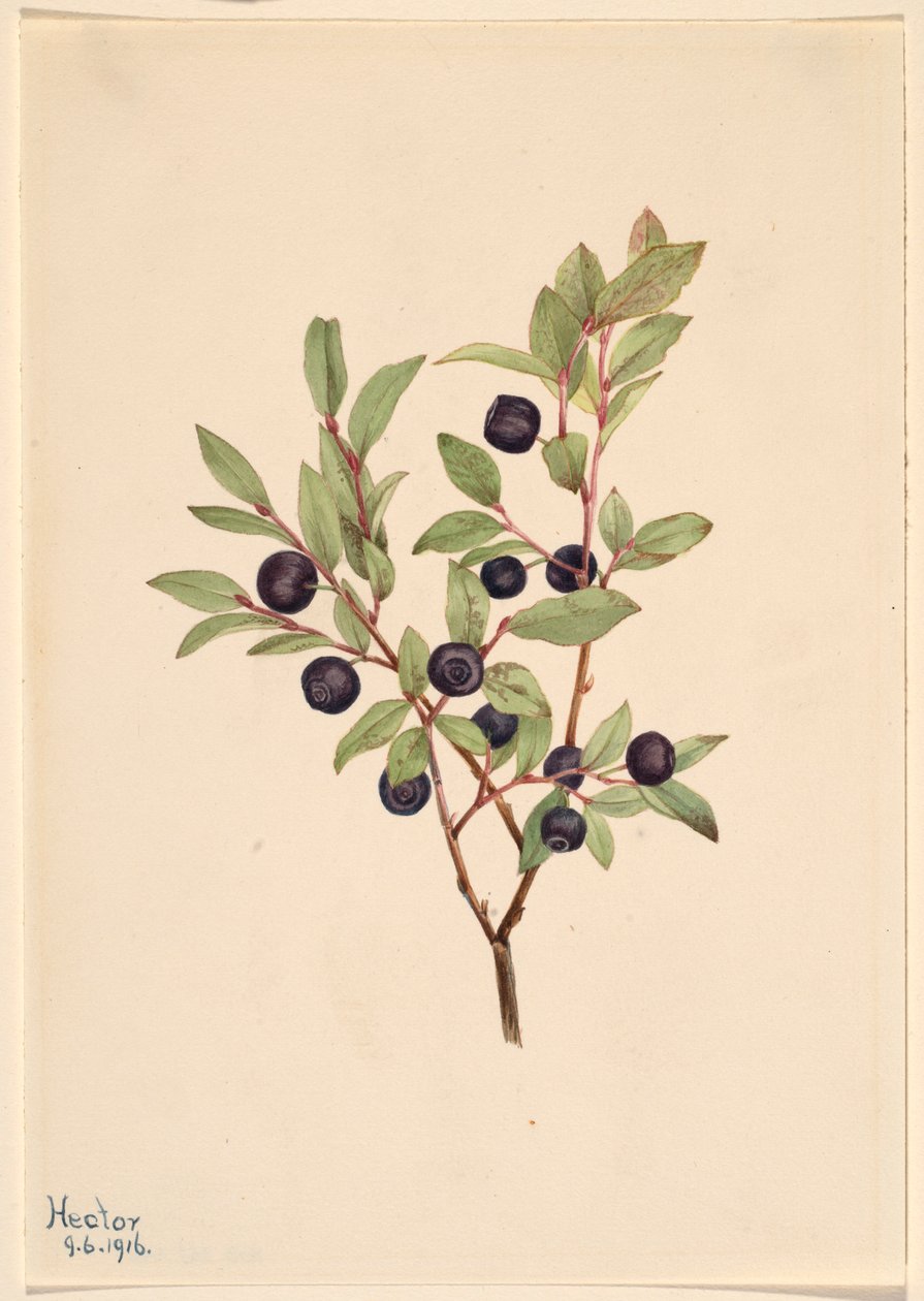 Velká borůvka (Vaccinium membranaceum) od Mary Vaux Walcott