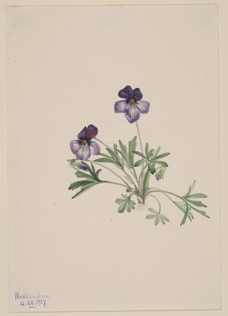 Fialka ptačí (Viola pedata) od Mary Vaux Walcott