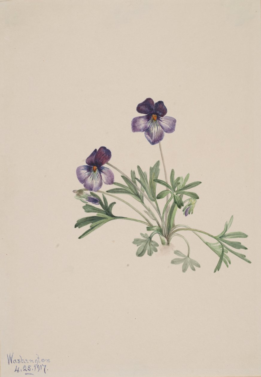 Ptačí violka Viola pedata, 1917. od Mary Vaux Walcott