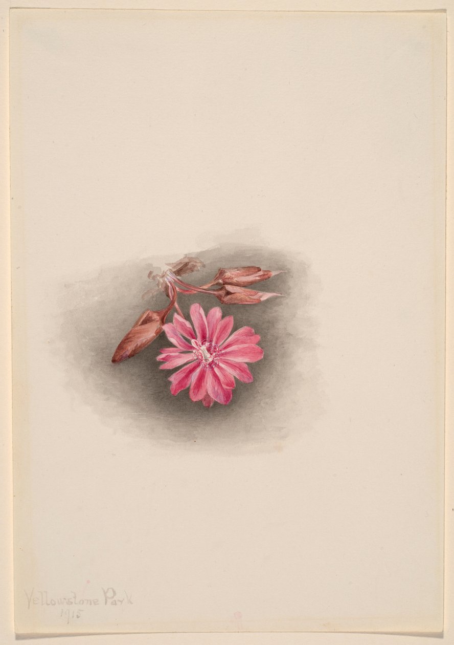 Bitterroot (Lewisia redivivia) od Mary Vaux Walcott