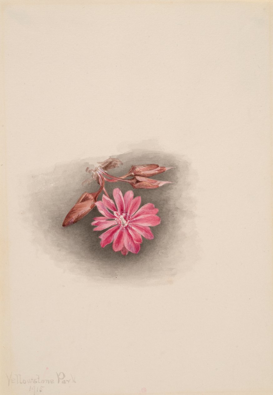 Bitterroot Lewisia redivivia, 1915. od Mary Vaux Walcott