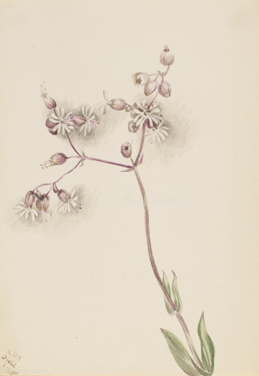 Močový měchýř Campion Silene latifolia, 1900. od Mary Vaux Walcott