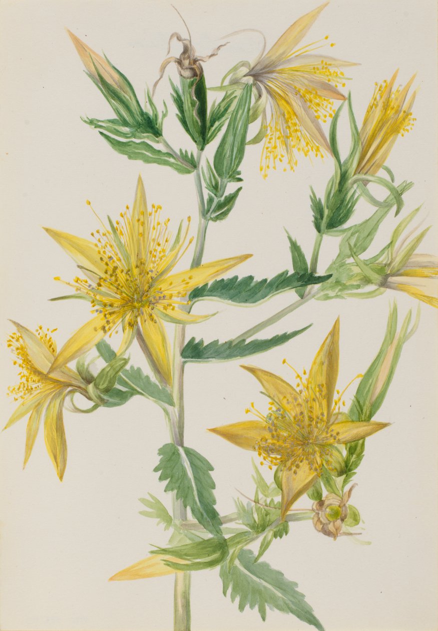 Planoucí hvězda Mentzelia laevicaulis, ca. 30. léta 20. století. od Mary Vaux Walcott