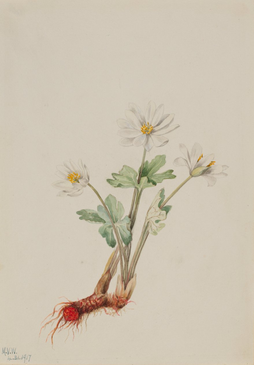 Krvavý kořen (Sanguinaria canadensis) od Mary Vaux Walcott