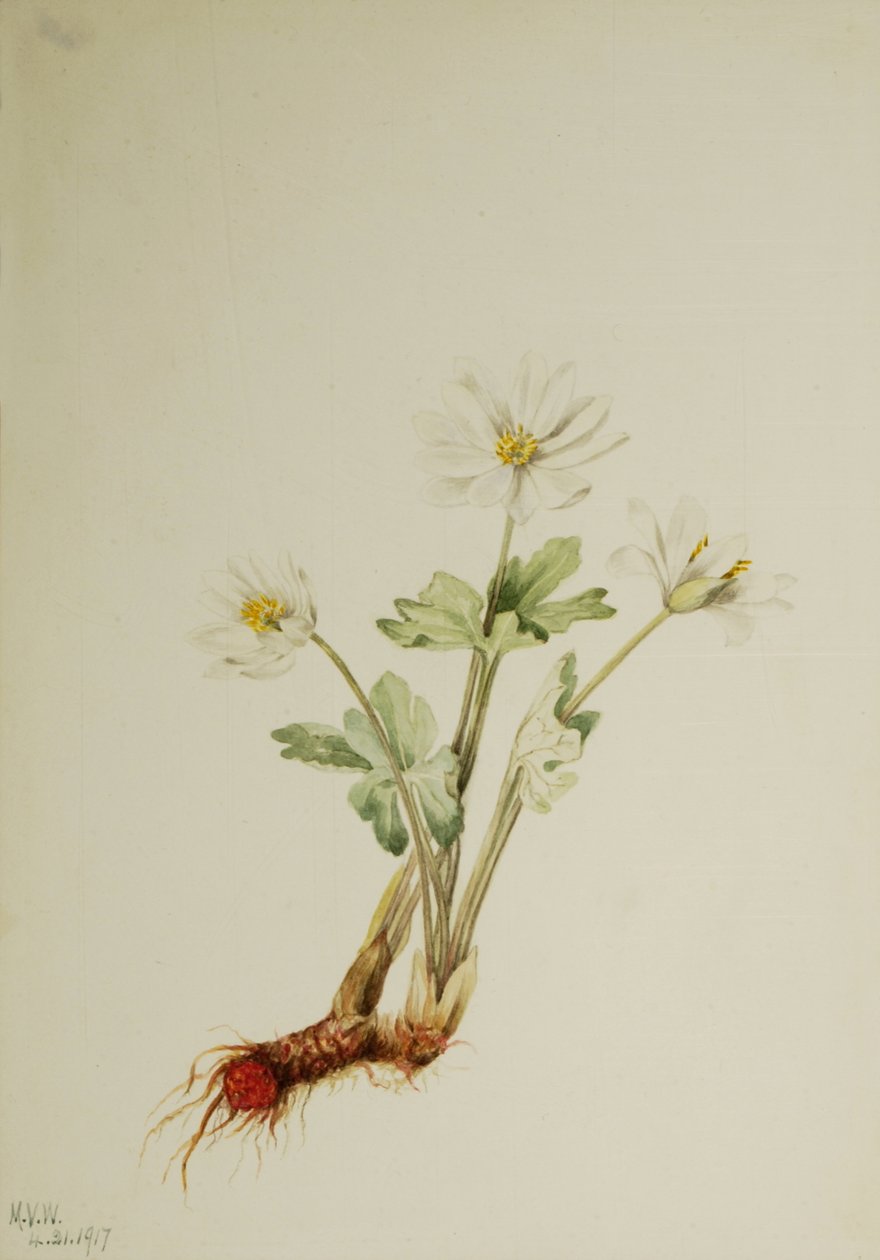 Bloodroot Sanguinaria canadensis, 1917. od Mary Vaux Walcott