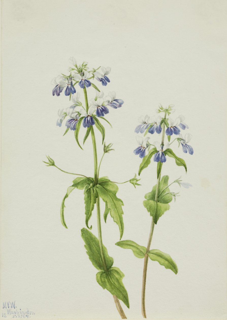 Modrooká Mary Collinsia verna, 1927. od Mary Vaux Walcott
