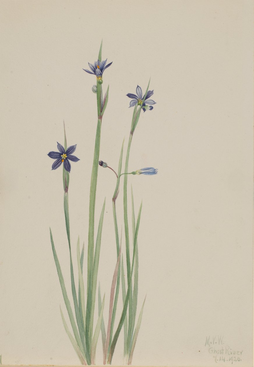 Modroočka úzkolistá (Sisyrinchium angustifolium) od Mary Vaux Walcott