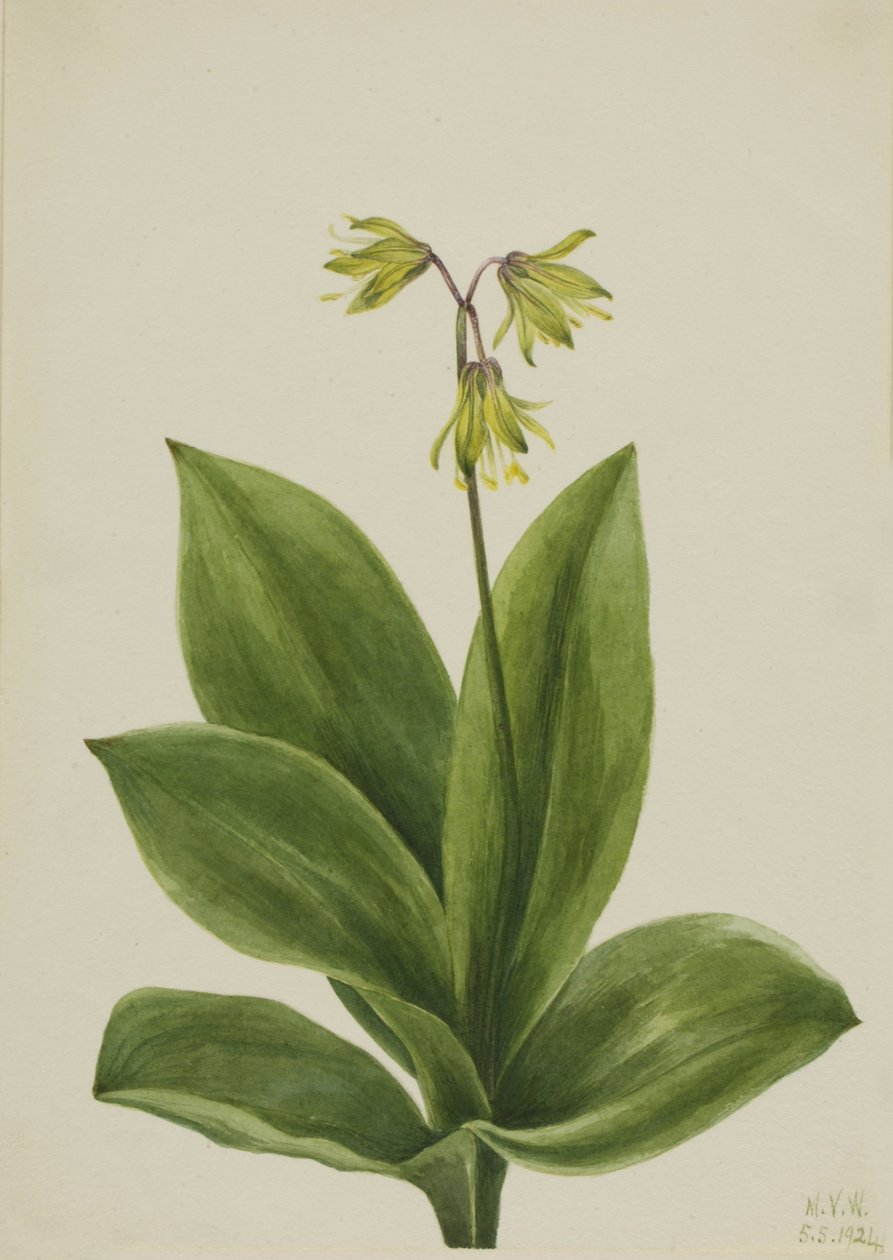 Modrý korálek (Clintonia borealis) od Mary Vaux Walcott