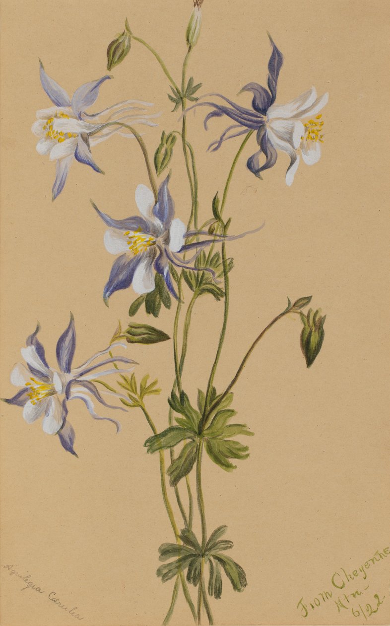Modrá kolumbie (Aquilegia caerulea) od Mary Vaux Walcott