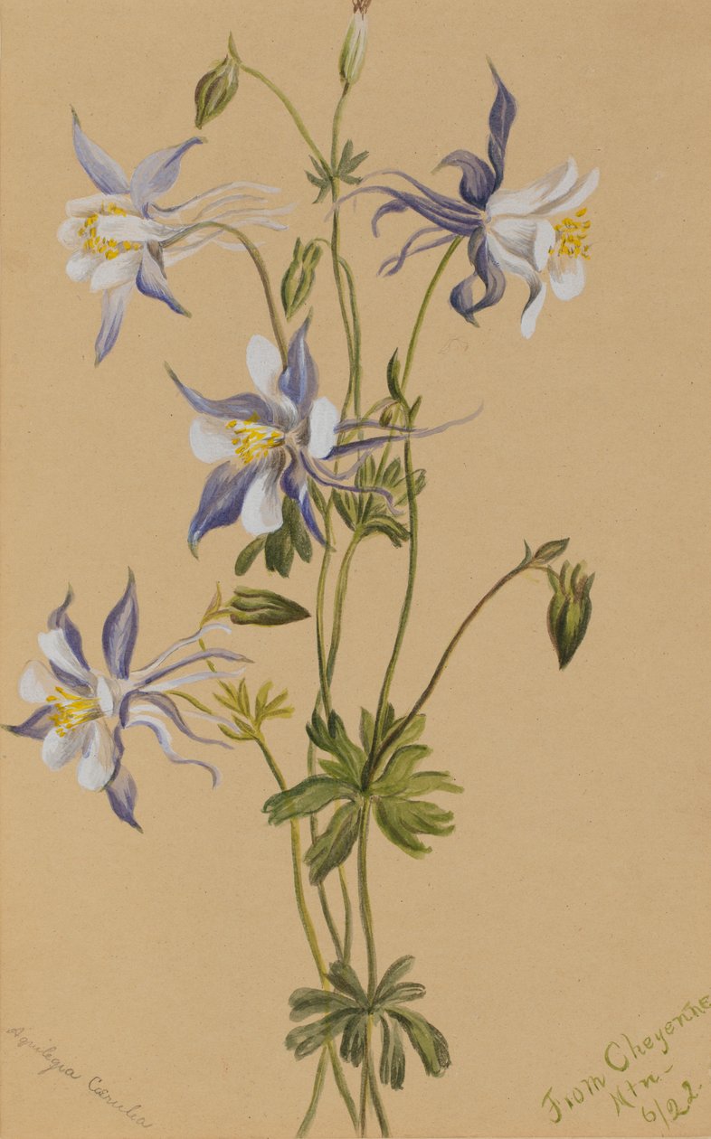 Blue Columbine Aquilegia caerulea, 1922 od Mary Vaux Walcott