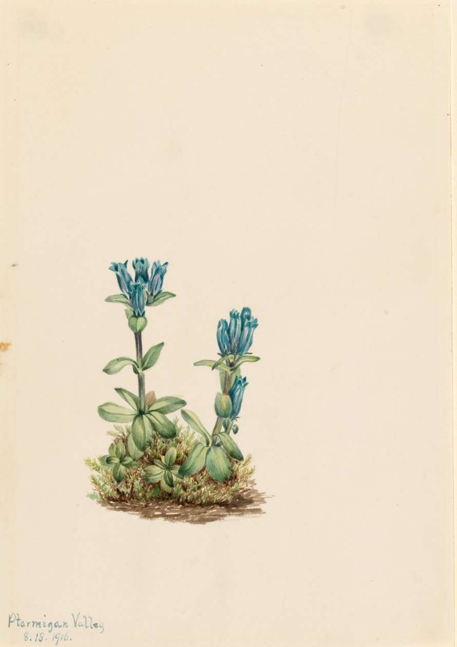 Hořec modrozelený (Gentiana glauca) od Mary Vaux Walcott