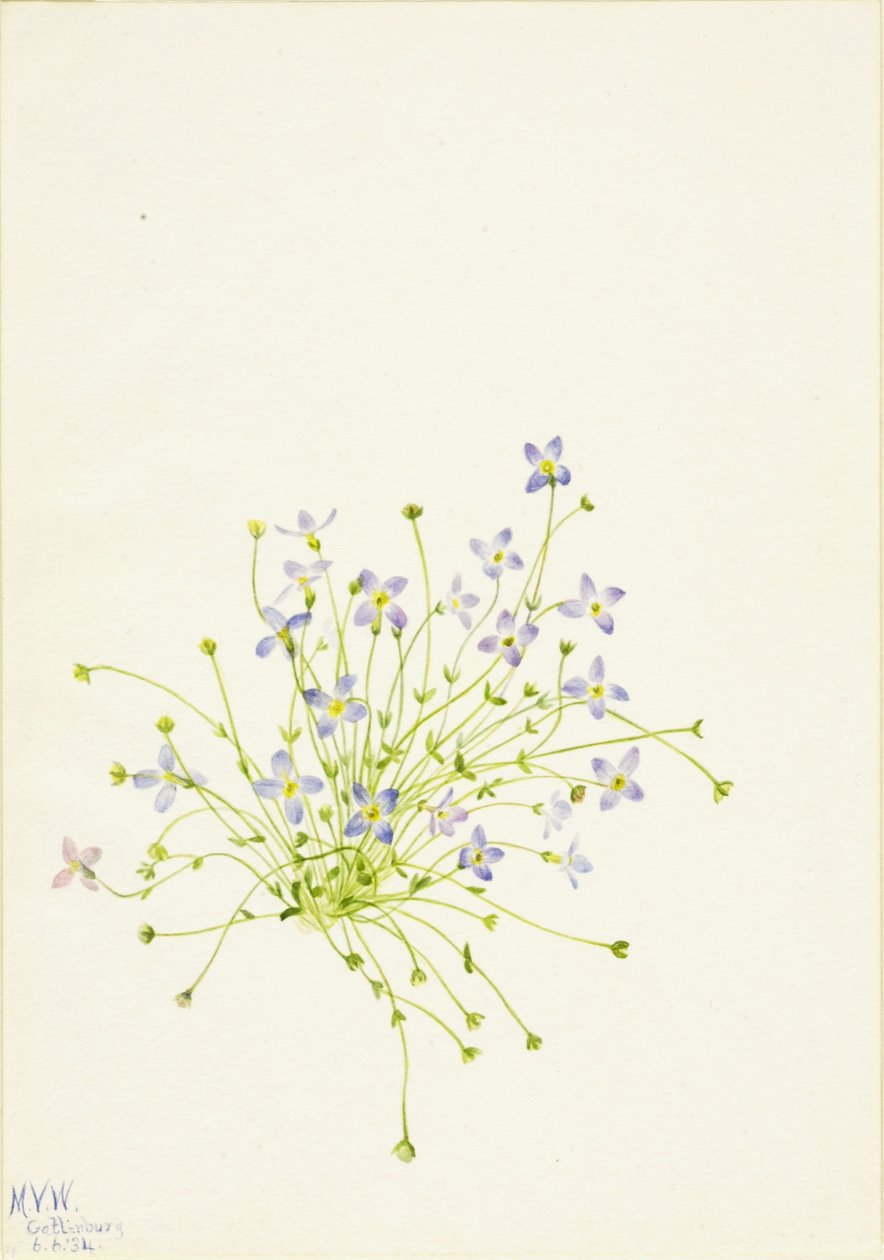 Modřence (Houstonia serpyllifolia) od Mary Vaux Walcott