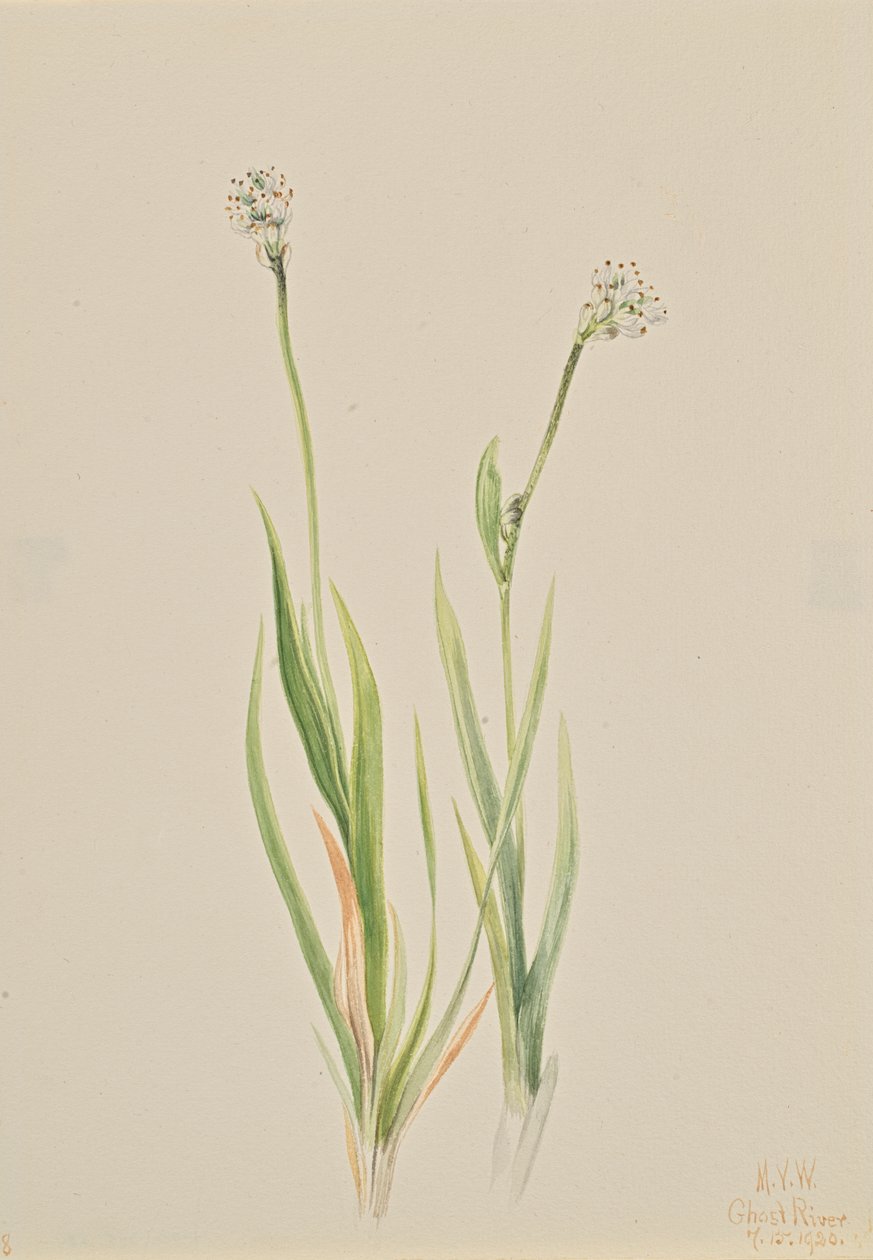 Bog-Asphodel Tofieldia intermedia, 1920. od Mary Vaux Walcott