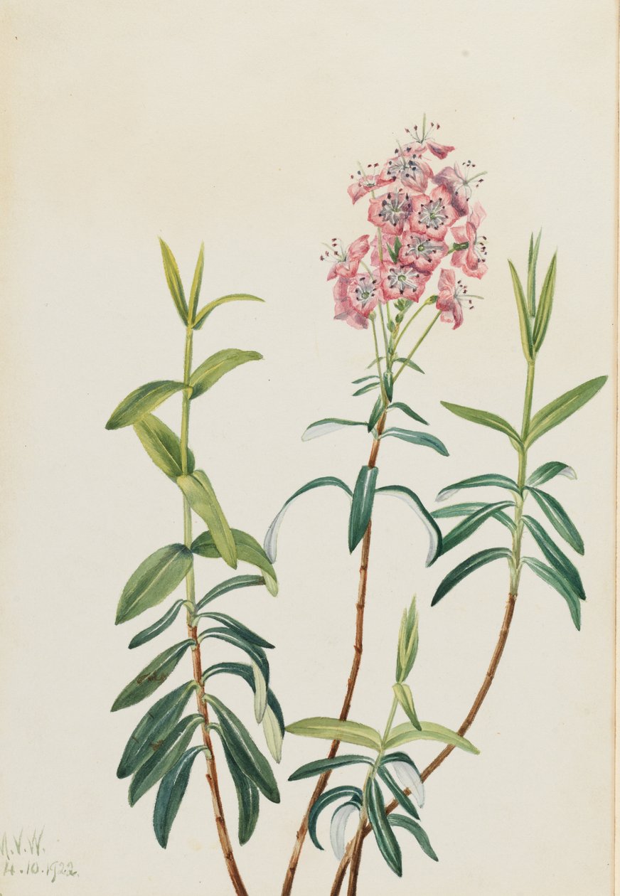 Kalmie bahenní (Kalmia polifolia) od Mary Vaux Walcott