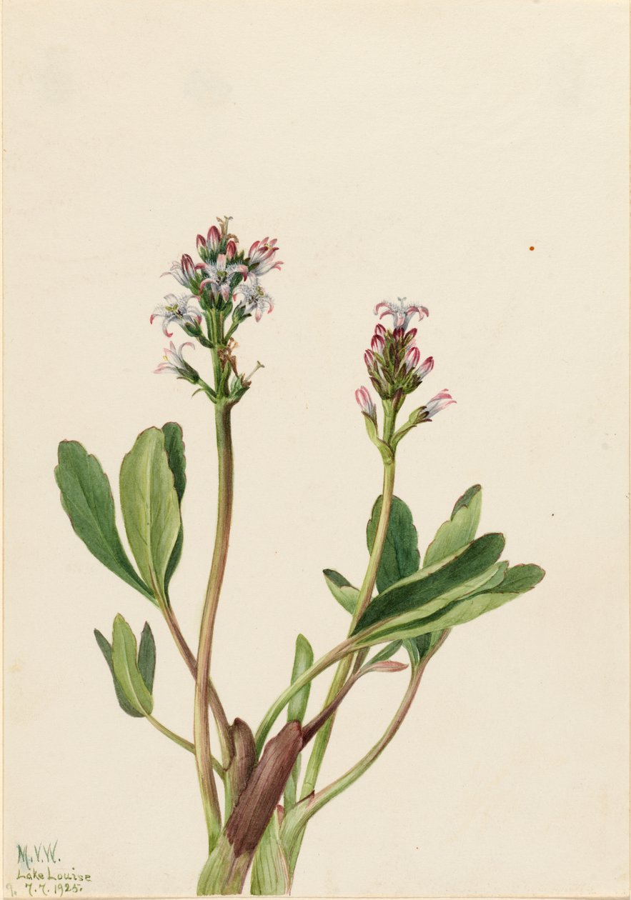 Bogbean Menyanthes trifoliata, 1925. od Mary Vaux Walcott