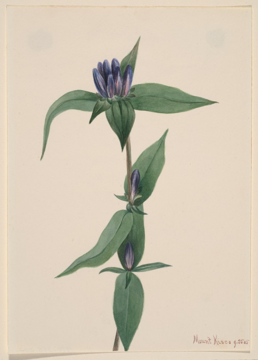 Hořec lahvový (Gentiana saponaria) od Mary Vaux Walcott
