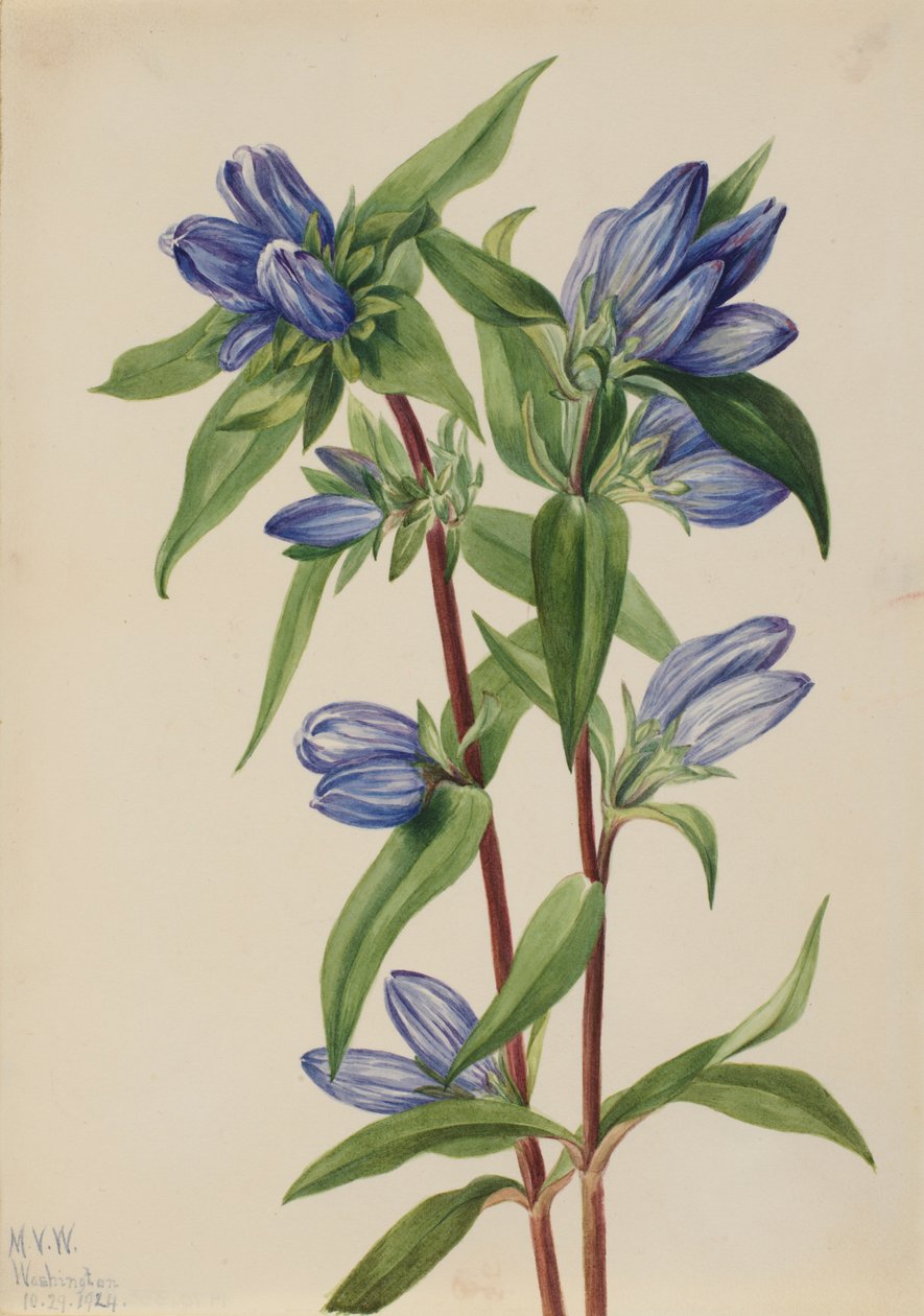Hořec lahvový (Gentiana saponaria) od Mary Vaux Walcott