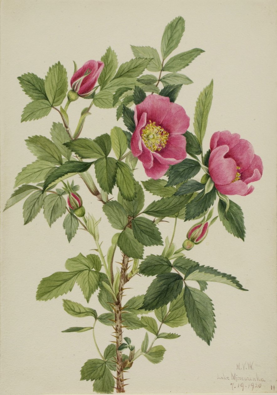 Poupě růže (Rosa bourgeauiana) od Mary Vaux Walcott