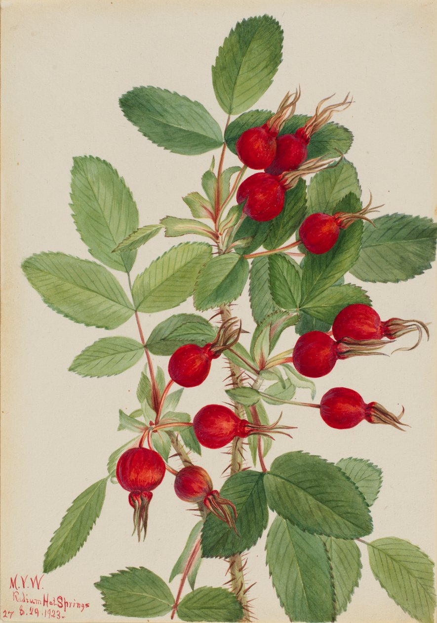 Poupě růže (Rosa bourgeauiana) od Mary Vaux Walcott